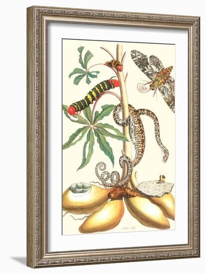 Moths and a Tree Boa-Maria Sibylla Merian-Framed Art Print