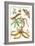 Moths and a Tree Boa-Maria Sibylla Merian-Framed Art Print