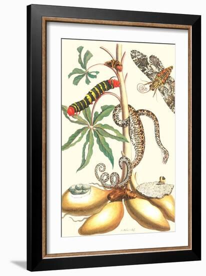 Moths and a Tree Boa-Maria Sibylla Merian-Framed Art Print