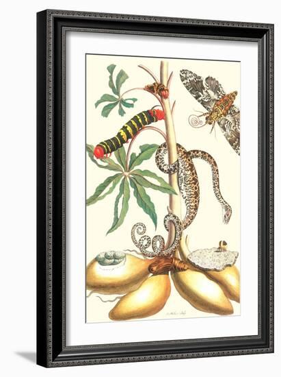 Moths and a Tree Boa-Maria Sibylla Merian-Framed Art Print