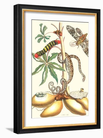 Moths and a Tree Boa-Maria Sibylla Merian-Framed Art Print