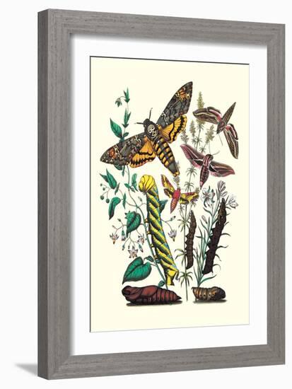 Moths: C. Colerio, C. Elpenor, C. Porcellus-William Forsell Kirby-Framed Art Print