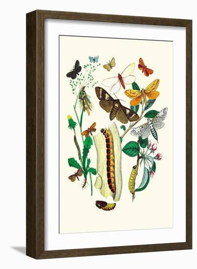 Moths: C. Ligniperda, Z. Aesculi-William Forsell Kirby-Framed Art Print