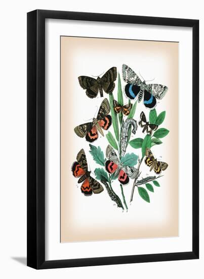 Moths: Catephia Alchymista, Catocala Nupta-William Forsell Kirby-Framed Art Print