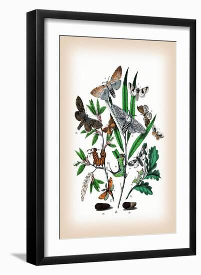 Moths: Cerura Vinula, C. Erminea-William Forsell Kirby-Framed Art Print