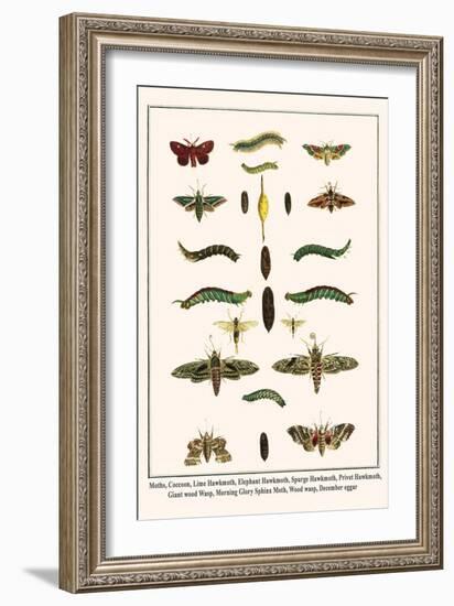 Moths, Coccoon, Lime Hawkmoth, Elephant Hawkmoth, Spurge Hawkmoth, Privet Hawkmoth, etc.-Albertus Seba-Framed Art Print