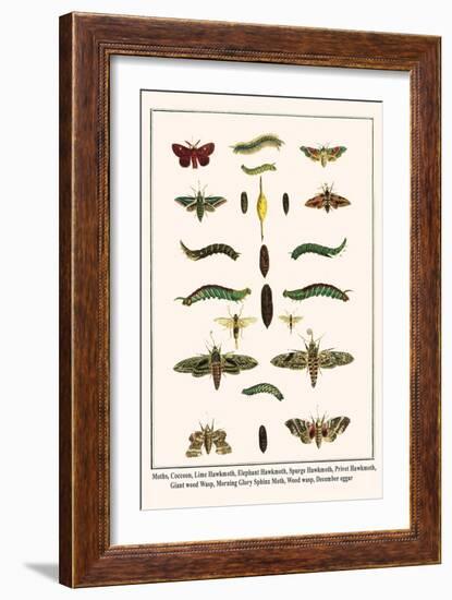 Moths, Coccoon, Lime Hawkmoth, Elephant Hawkmoth, Spurge Hawkmoth, Privet Hawkmoth, etc.-Albertus Seba-Framed Art Print