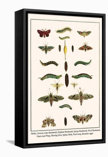 Moths, Coccoon, Lime Hawkmoth, Elephant Hawkmoth, Spurge Hawkmoth, Privet Hawkmoth, etc.-Albertus Seba-Framed Stretched Canvas