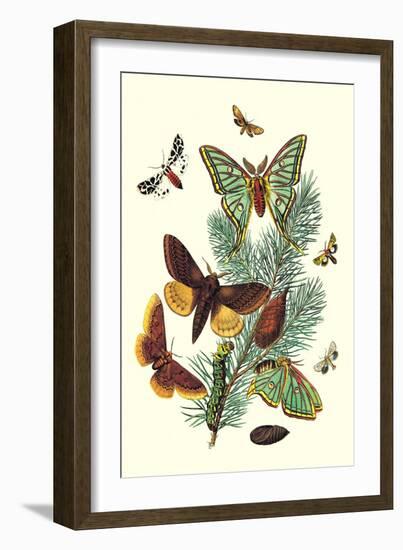 Moths: E. Pudica, E. Pantheria, S. Caecigena, L. Lineosa-William Forsell Kirby-Framed Art Print