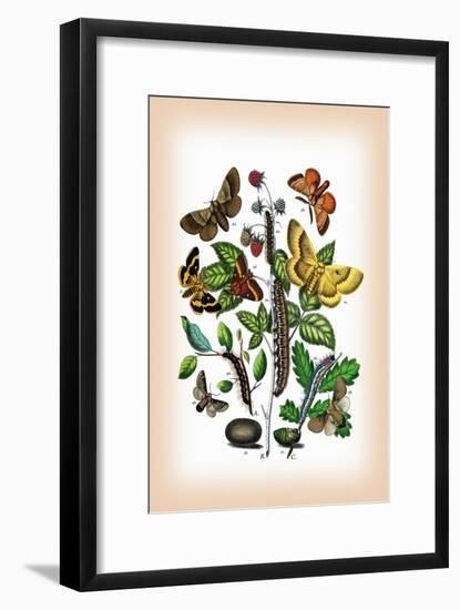 Moths: Eriogaster Rimicola, E. Catax-William Forsell Kirby-Framed Art Print