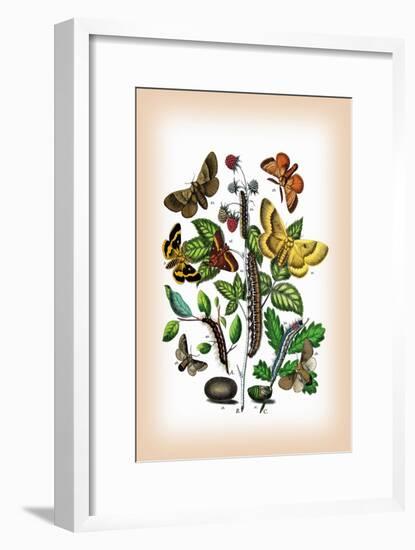 Moths: Eriogaster Rimicola, E. Catax-William Forsell Kirby-Framed Art Print