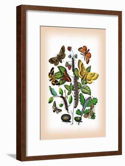 Moths: Eriogaster Rimicola, E. Catax-William Forsell Kirby-Framed Art Print