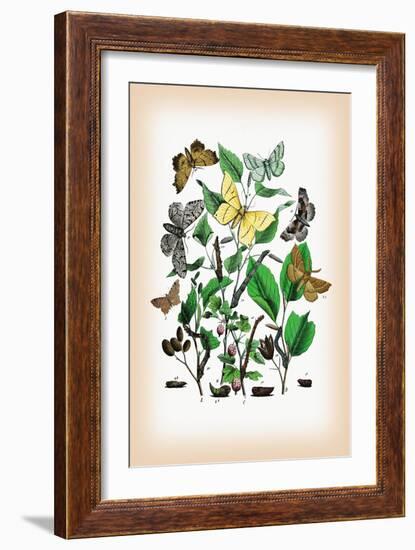 Moths: Metrocampa Margaritaria, Eugonia Autumnaria-William Forsell Kirby-Framed Art Print