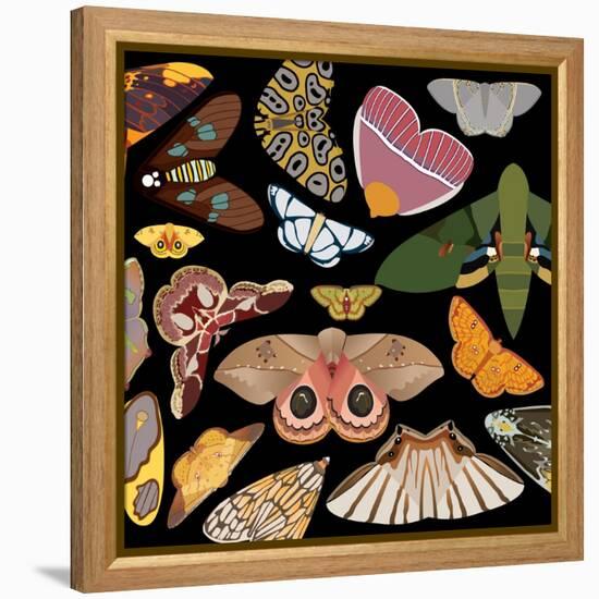 Moths Pachanga, Moths Mix-Belen Mena-Framed Premier Image Canvas