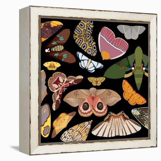 Moths Pachanga, Moths Mix-Belen Mena-Framed Premier Image Canvas