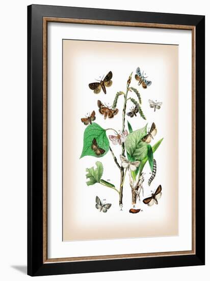 Moths: Pachnobia Carnea, Brithys Pancratii-William Forsell Kirby-Framed Art Print