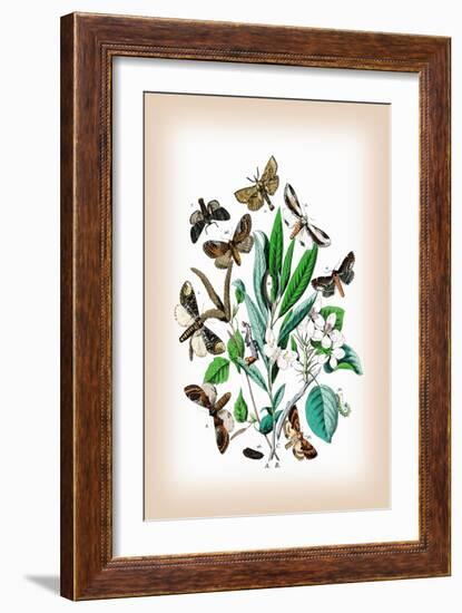 Moths: Pterostoma Palpina, Statalia Argentina-William Forsell Kirby-Framed Art Print