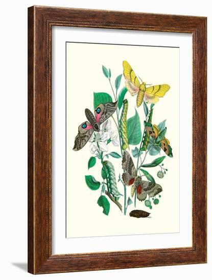 Moths: S. Tilioe, S. Quercus, S. Populi, S. Ocellatus-William Forsell Kirby-Framed Art Print