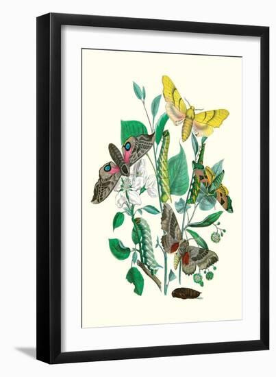 Moths: S. Tilioe, S. Quercus, S. Populi, S. Ocellatus-William Forsell Kirby-Framed Art Print
