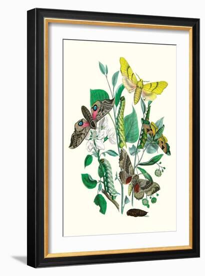 Moths: S. Tilioe, S. Quercus, S. Populi, S. Ocellatus-William Forsell Kirby-Framed Art Print