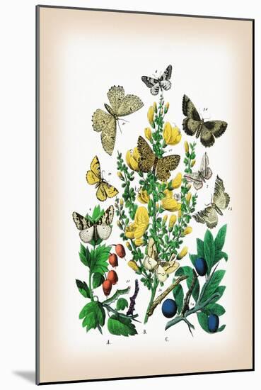Moths: Selenia Bilunaria, Rumia Luteolata-William Forsell Kirby-Mounted Art Print