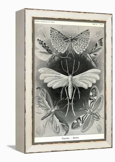 Moths -Tineida-Ernst Haeckel-Framed Stretched Canvas