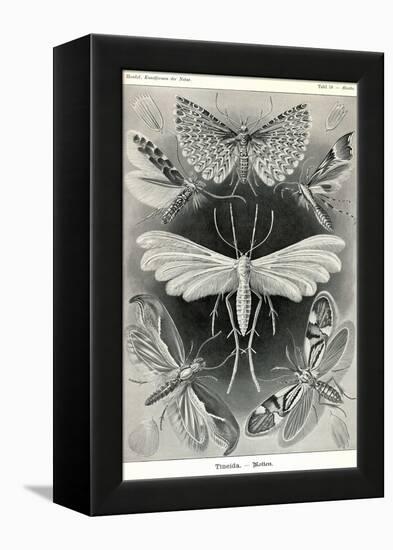 Moths -Tineida-Ernst Haeckel-Framed Stretched Canvas