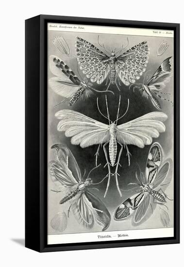 Moths -Tineida-Ernst Haeckel-Framed Stretched Canvas