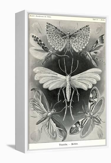 Moths -Tineida-Ernst Haeckel-Framed Stretched Canvas