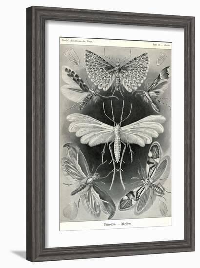 Moths -Tineida-Ernst Haeckel-Framed Art Print