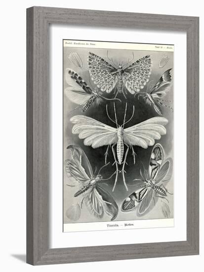 Moths -Tineida-Ernst Haeckel-Framed Art Print