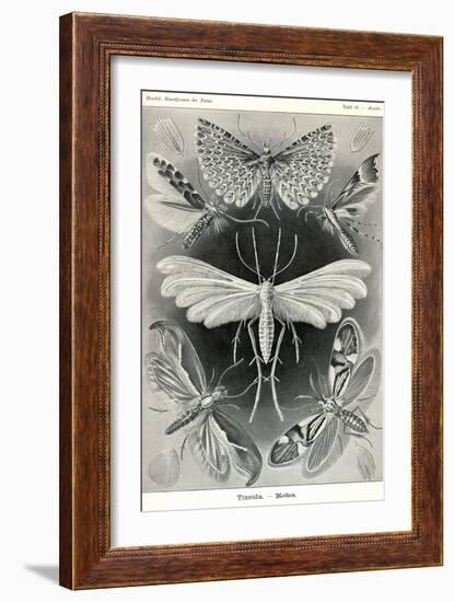 Moths -Tineida-Ernst Haeckel-Framed Art Print