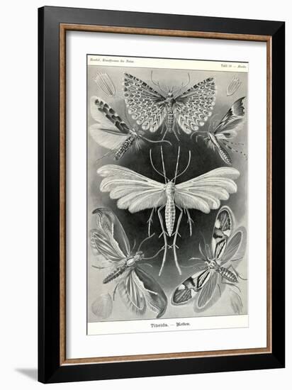 Moths -Tineida-Ernst Haeckel-Framed Art Print