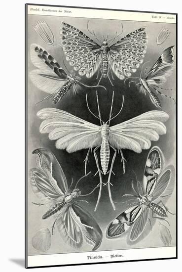 Moths -Tineida-Ernst Haeckel-Mounted Art Print
