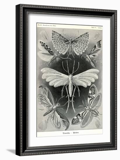 Moths -Tineida-Ernst Haeckel-Framed Art Print