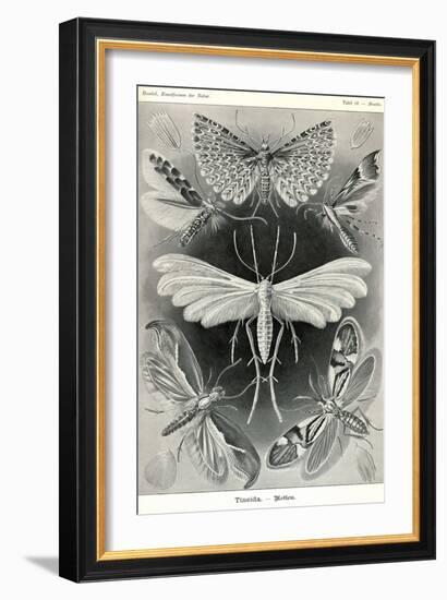 Moths -Tineida-Ernst Haeckel-Framed Art Print