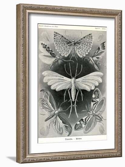 Moths -Tineida-Ernst Haeckel-Framed Premium Giclee Print