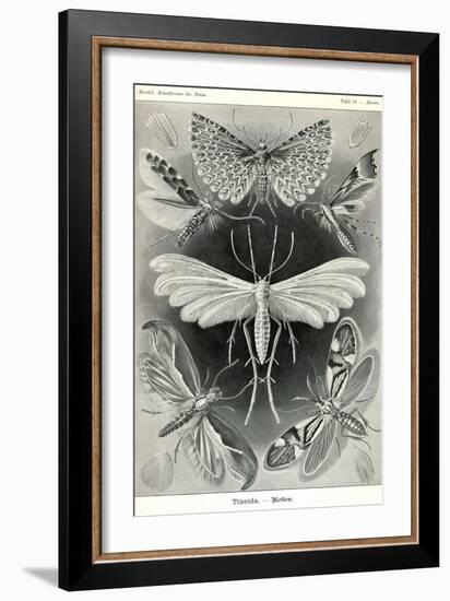 Moths -Tineida-Ernst Haeckel-Framed Premium Giclee Print