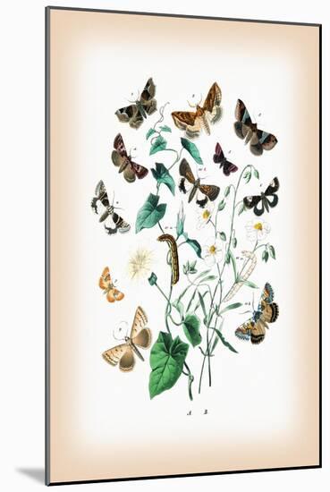 Moths: Zethes Insularis, Cerocala Scapulosa-William Forsell Kirby-Mounted Art Print