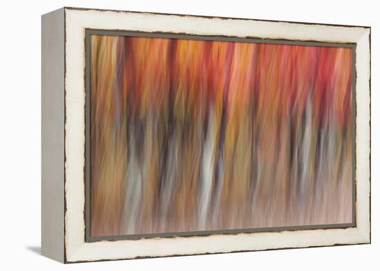 Motion blur of autumn-hued forest, Wisconsin-Brenda Tharp-Framed Premier Image Canvas