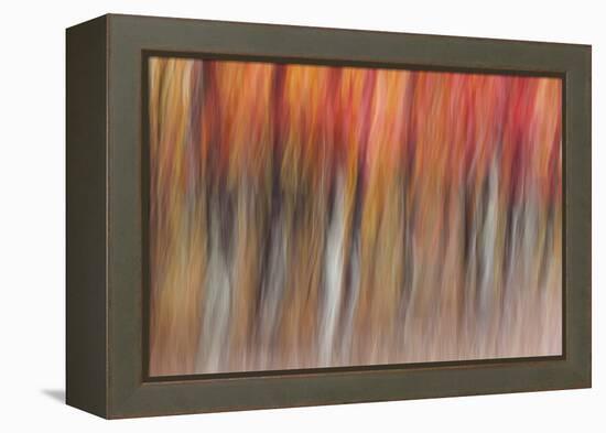 Motion blur of autumn-hued forest, Wisconsin-Brenda Tharp-Framed Premier Image Canvas