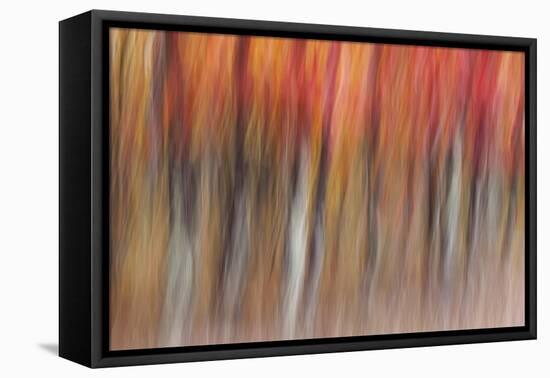 Motion blur of autumn-hued forest, Wisconsin-Brenda Tharp-Framed Premier Image Canvas