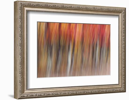 Motion blur of autumn-hued forest, Wisconsin-Brenda Tharp-Framed Photographic Print