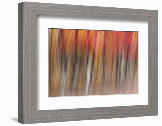 Motion blur of autumn-hued forest, Wisconsin-Brenda Tharp-Framed Photographic Print