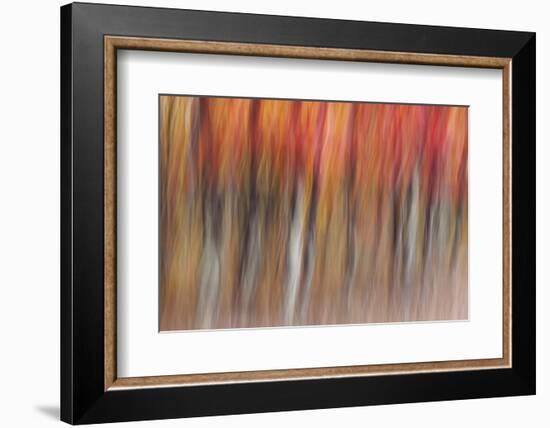 Motion blur of autumn-hued forest, Wisconsin-Brenda Tharp-Framed Photographic Print