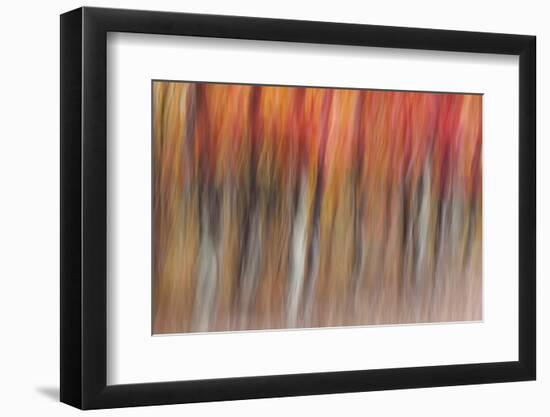 Motion blur of autumn-hued forest, Wisconsin-Brenda Tharp-Framed Photographic Print