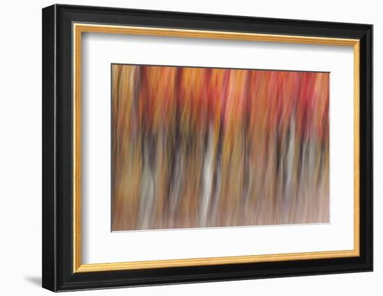 Motion blur of autumn-hued forest, Wisconsin-Brenda Tharp-Framed Photographic Print