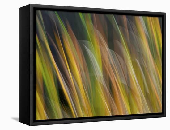 Motion Blur of Grasses Along a Canal at Lake Mattamuskeet Near Engelhard, North Carolina-Melissa Southern-Framed Premier Image Canvas