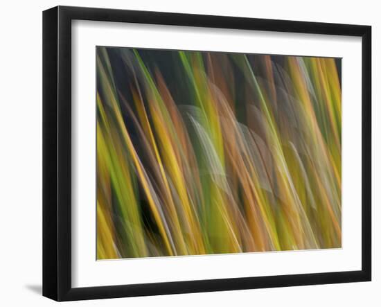 Motion Blur of Grasses Along a Canal at Lake Mattamuskeet Near Engelhard, North Carolina-Melissa Southern-Framed Photographic Print