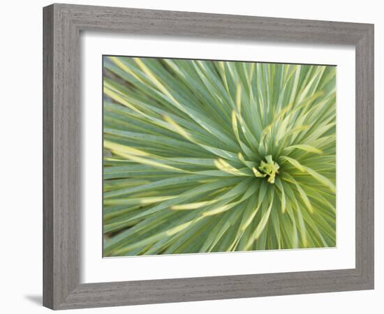 Motion Blur of Yucca Plant at Jc Raulston Arboretum in Raleigh, North Carolina-Melissa Southern-Framed Photographic Print